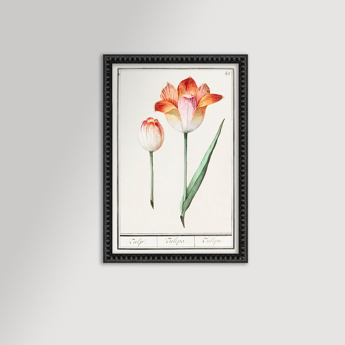 Botanical Tulip 43 Archival Reproduction Art Print