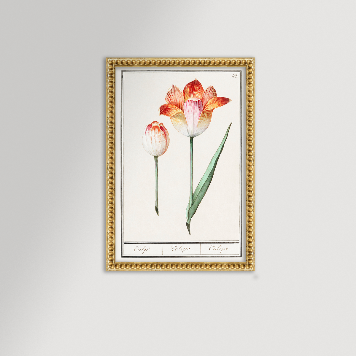 Botanical Tulip 43 Archival Reproduction Art Print