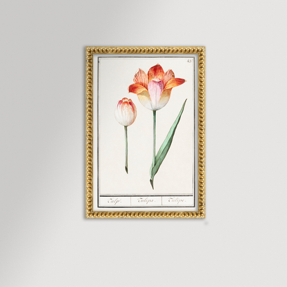 Botanical Tulip 43 Archival Reproduction Art Print