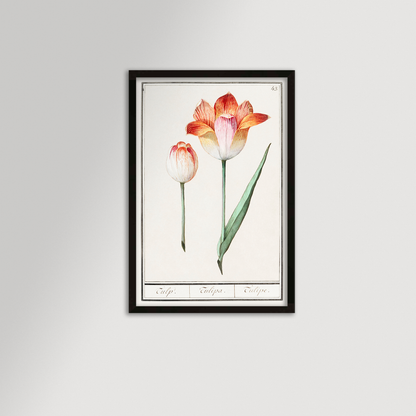 Botanical Tulip 43 Archival Reproduction Art Print