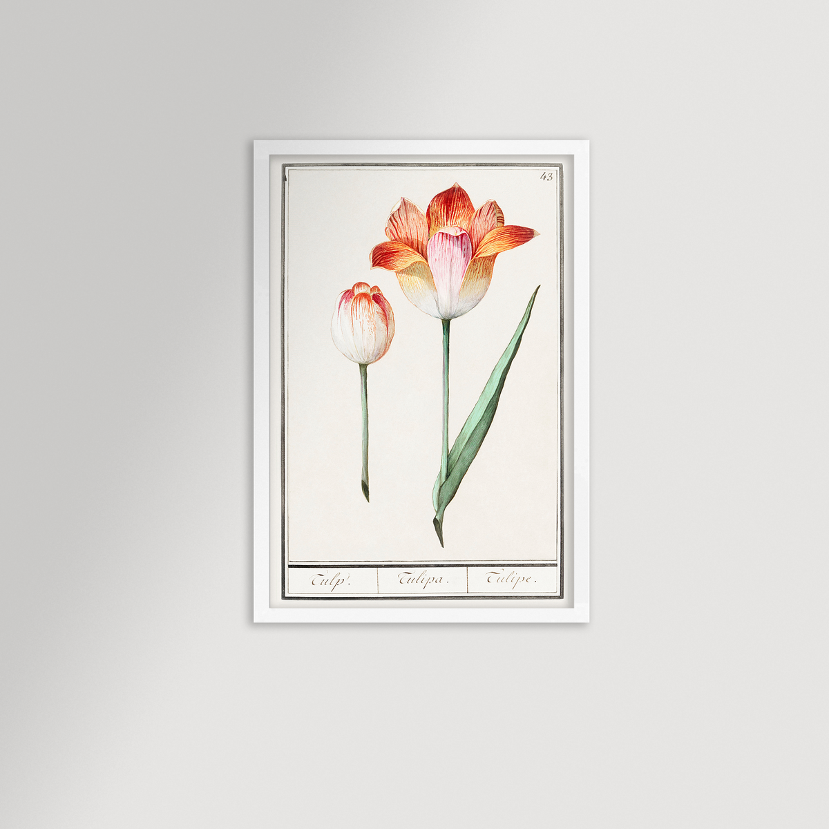 Botanical Tulip 43 Archival Reproduction Art Print