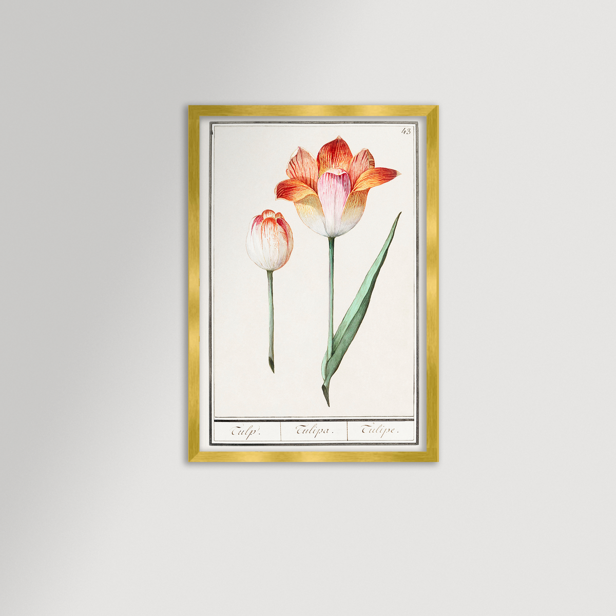 Botanical Tulip 43 Archival Reproduction Art Print