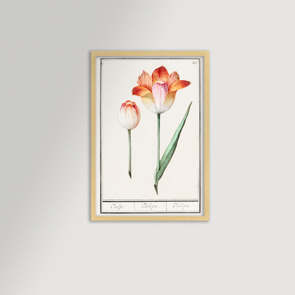 Botanical Tulip 43 Archival Reproduction Art Print