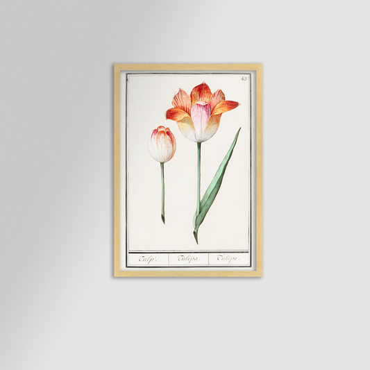 Botanical Tulip 43 art print in a slim oak frame