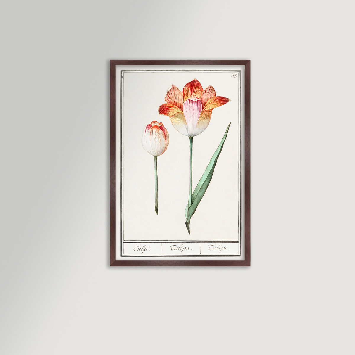 Botanical Tulip 43 Archival Reproduction Art Print