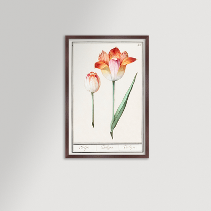 Botanical Tulip 43 Archival Reproduction Art Print