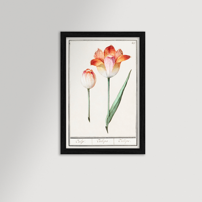 Botanical Tulip 43 Archival Reproduction Art Print