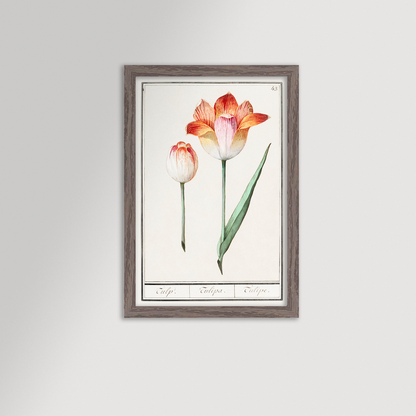 Botanical Tulip 43 Archival Reproduction Art Print