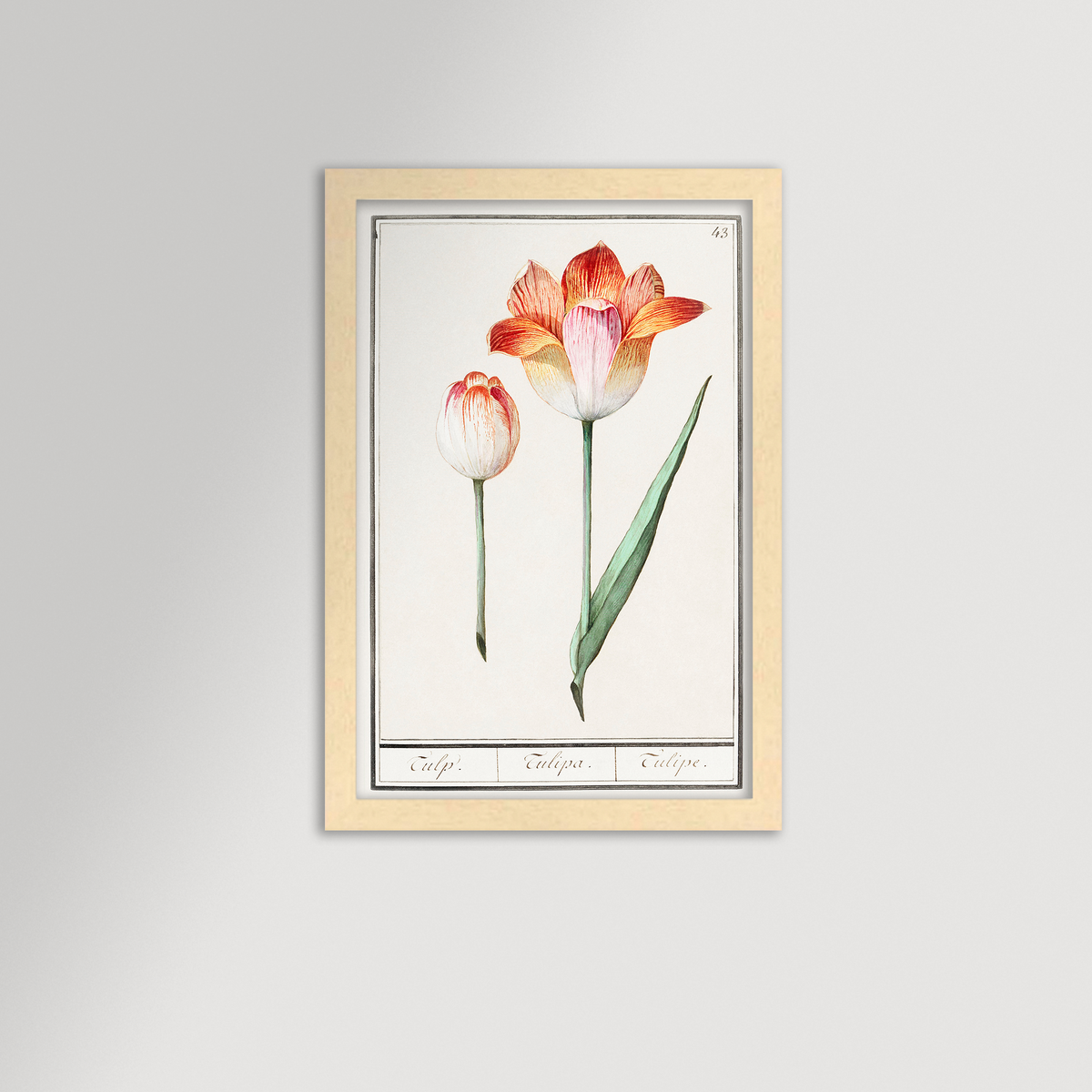 Botanical Tulip 43 Archival Reproduction Art Print