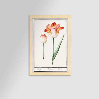 Botanical Tulip 43 Archival Reproduction Art Print