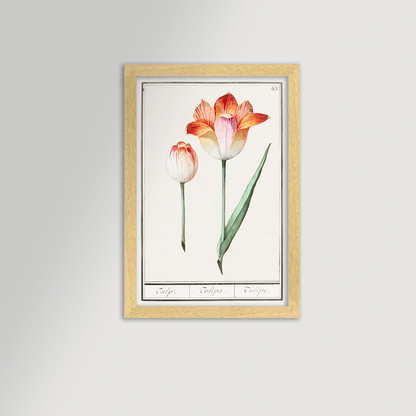 Botanical Tulip 43 Archival Reproduction Art Print