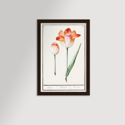 Botanical Tulip 43 Archival Reproduction Art Print
