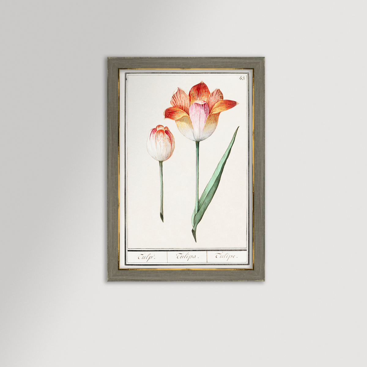 Botanical Tulip 43 Archival Reproduction Art Print