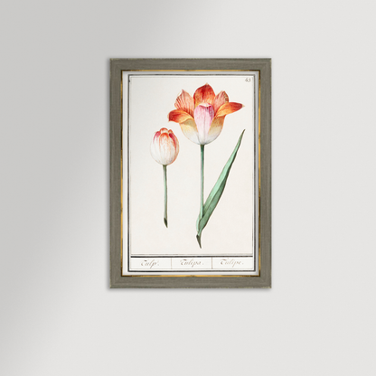 Botanical Tulip 43 Archival Reproduction Art Print