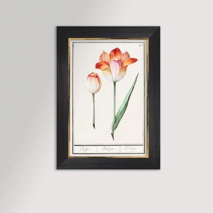 Botanical Tulip 43 Archival Reproduction Art Print