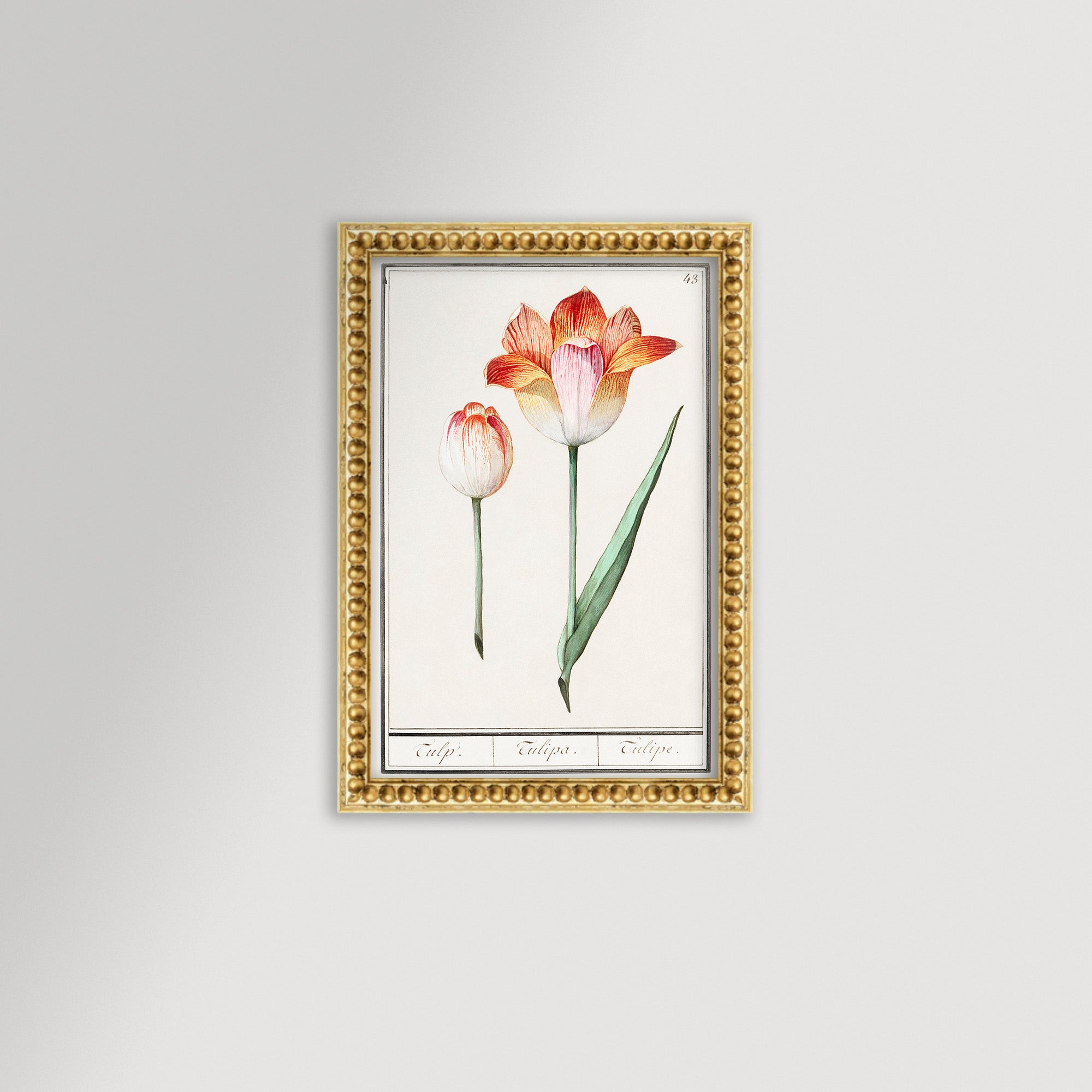 Botanical Tulip 43 Archival Reproduction Art Print