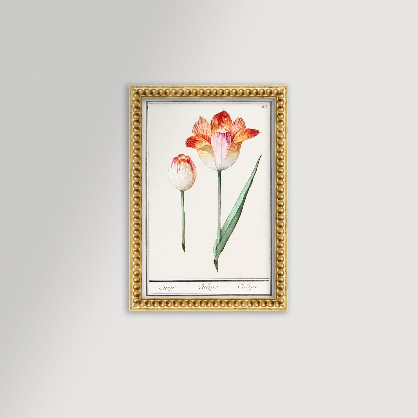 Botanical Tulip 43 Archival Reproduction Art Print