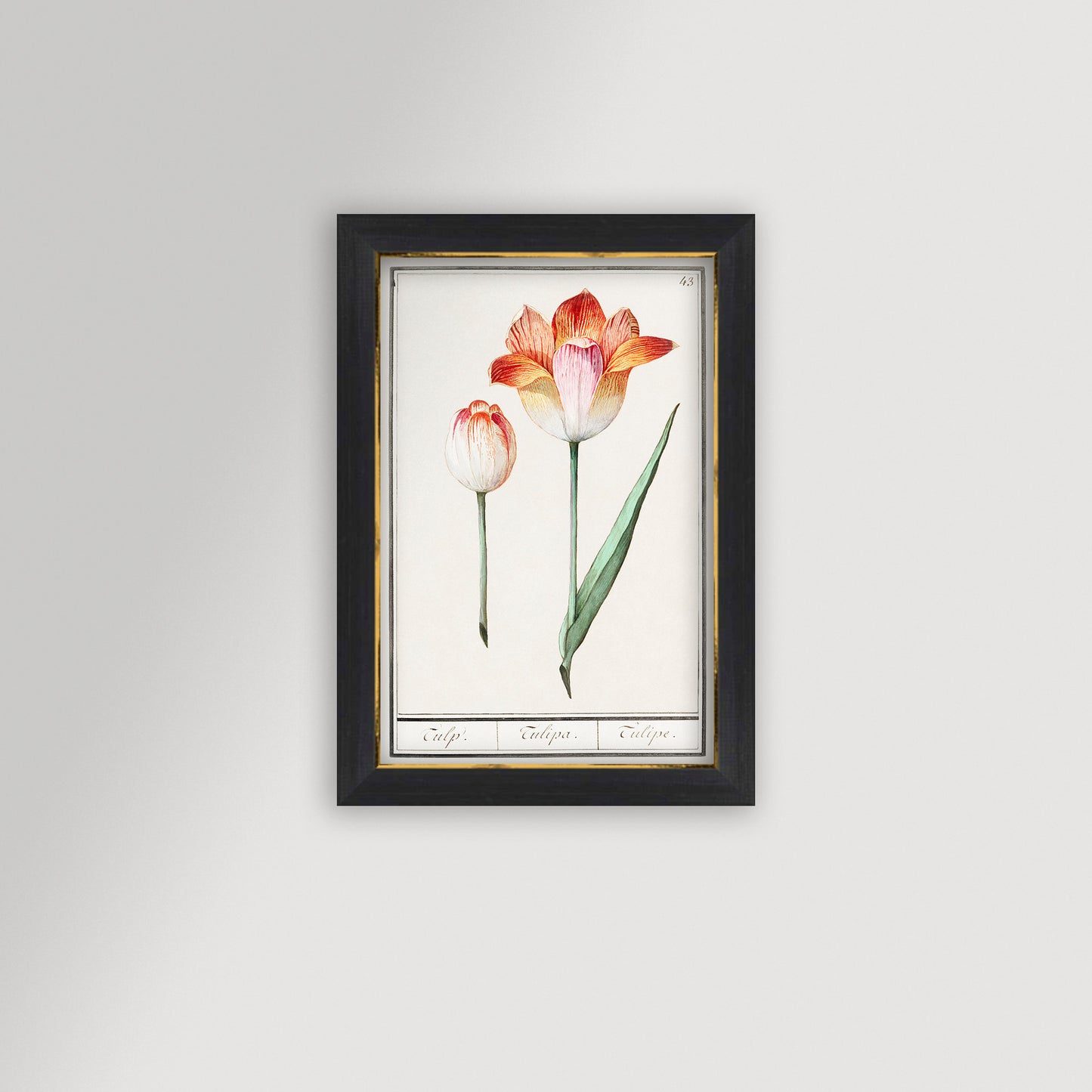 Botanical Tulip 43 Archival Reproduction Art Print
