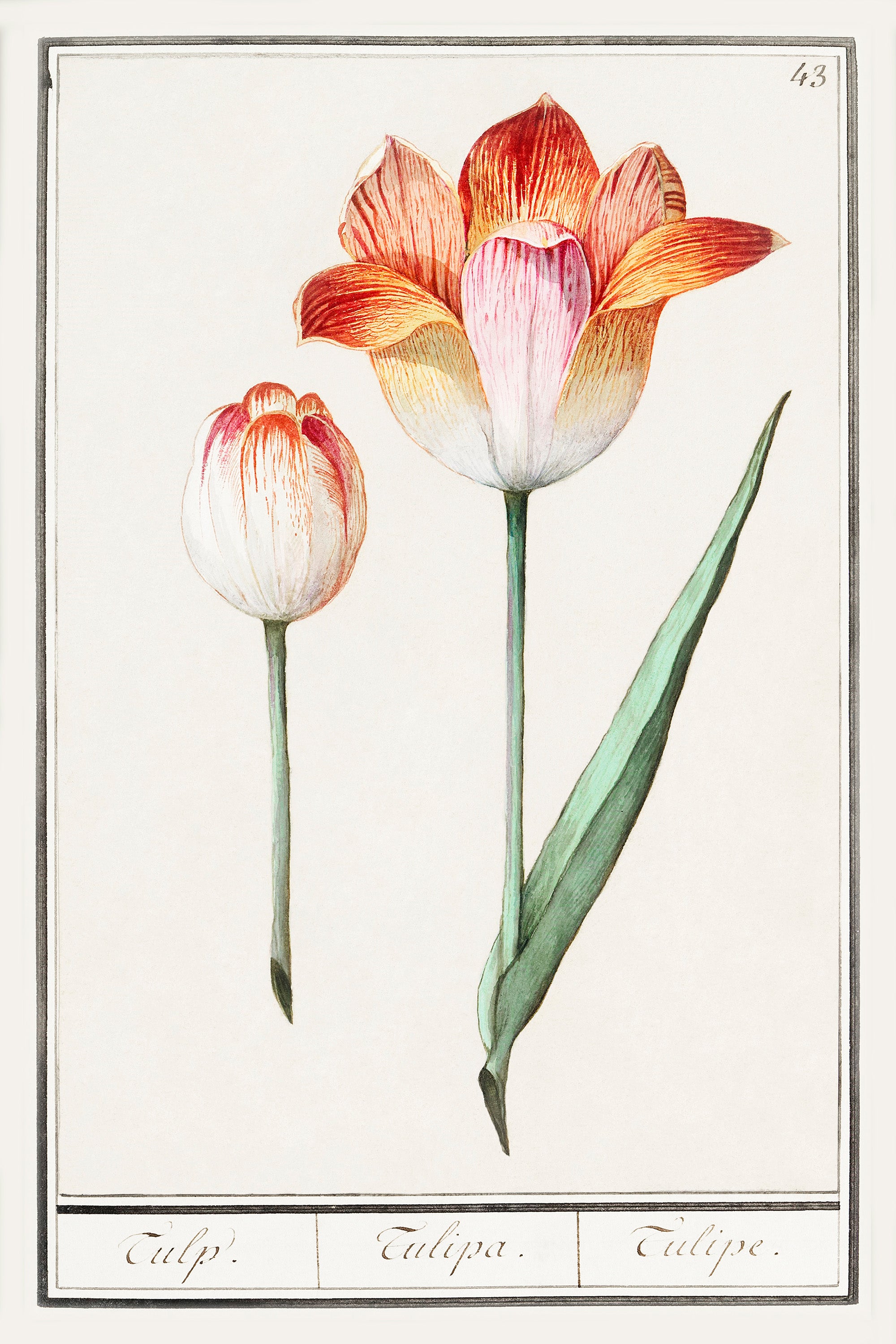 Botanical Tulip 43 Archival Reproduction Art Print