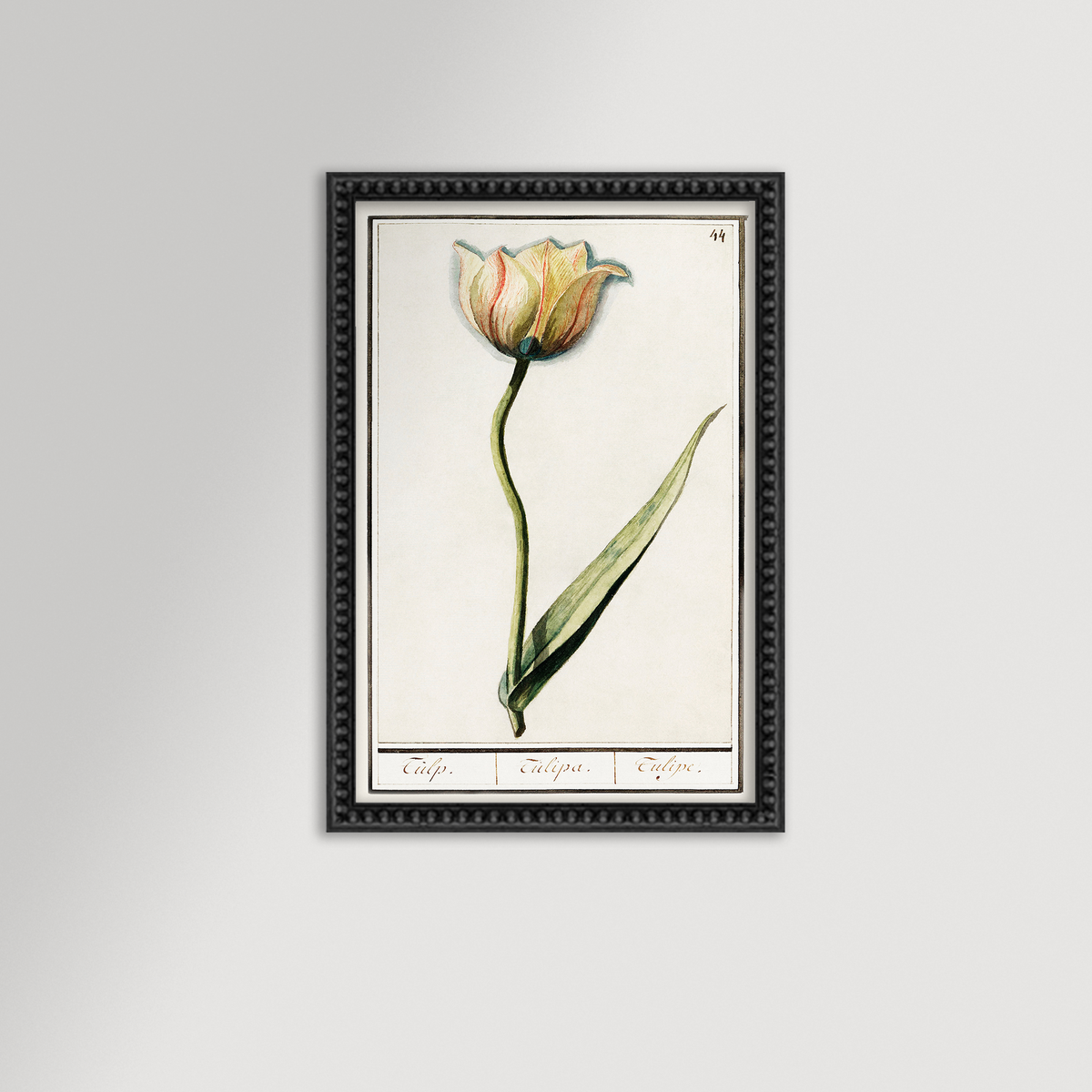 Botanical Tulip 44 Archival Reproduction Art Print