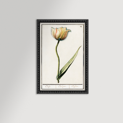 Botanical Tulip 44 Archival Reproduction Art Print