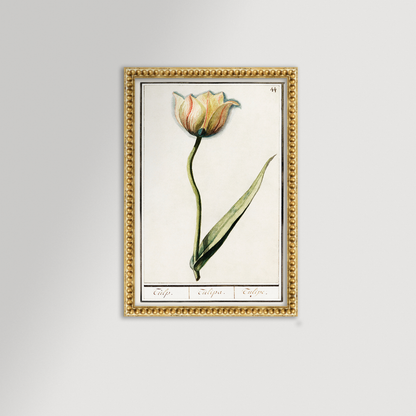 Botanical Tulip 44 Archival Reproduction Art Print