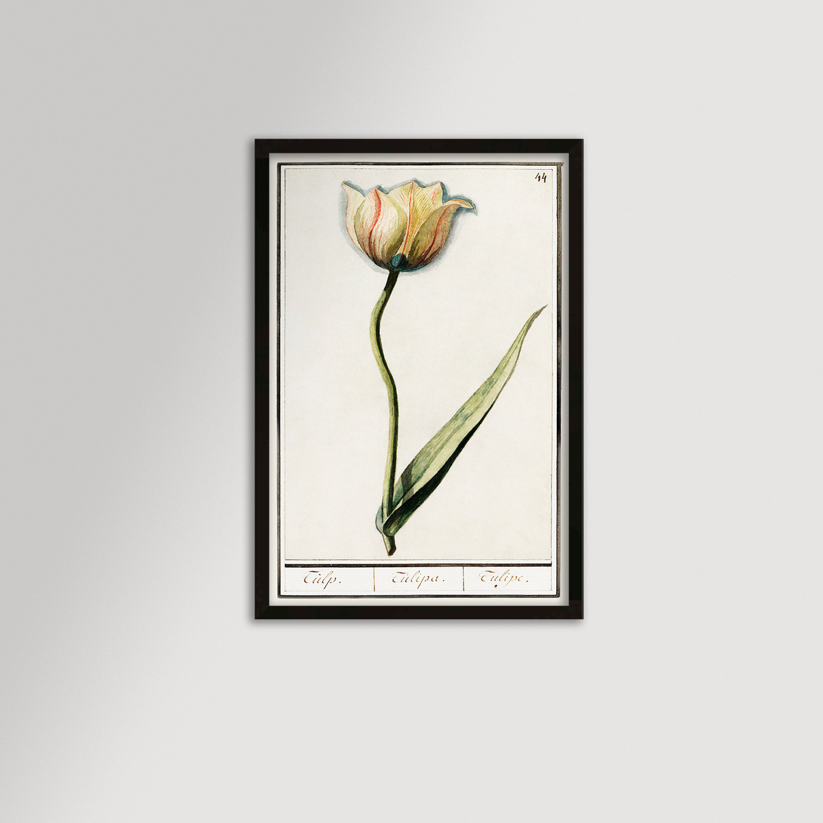 Botanical Tulip 44 Archival Reproduction Art Print