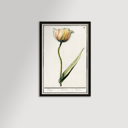 Botanical Tulip 44 Archival Reproduction Art Print