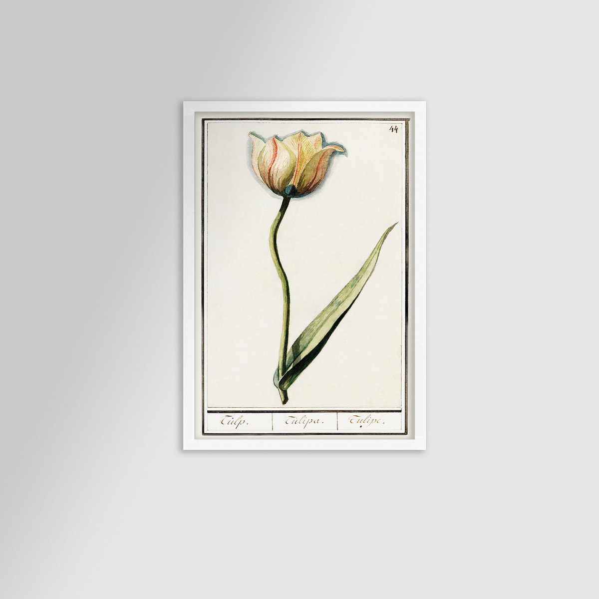 Botanical Tulip 44 Archival Reproduction Art Print