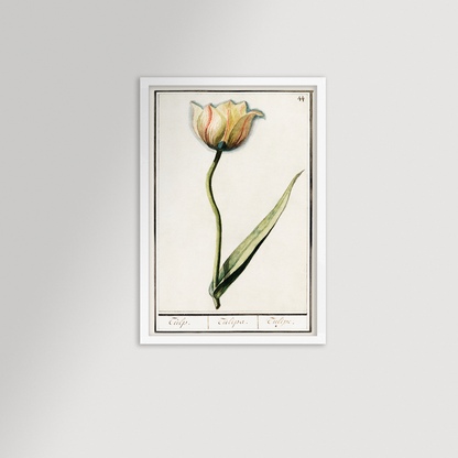 Botanical Tulip 44 Archival Reproduction Art Print