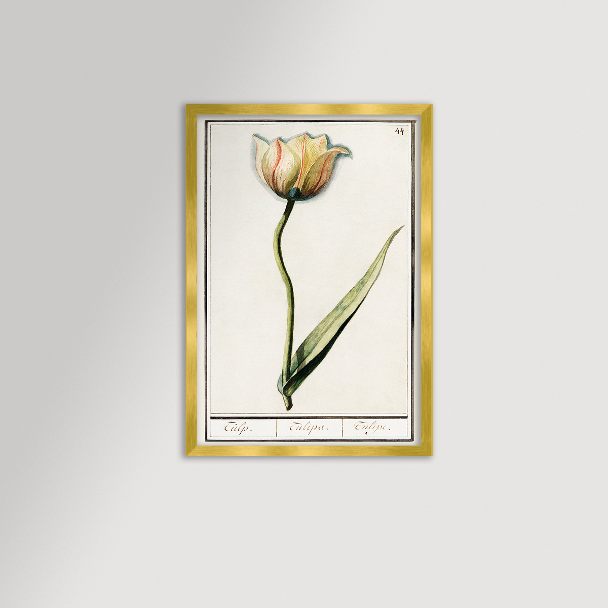 Botanical Tulip 44 Archival Reproduction Art Print
