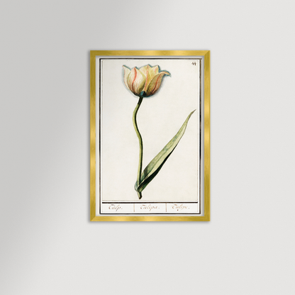 Botanical Tulip 44 Archival Reproduction Art Print