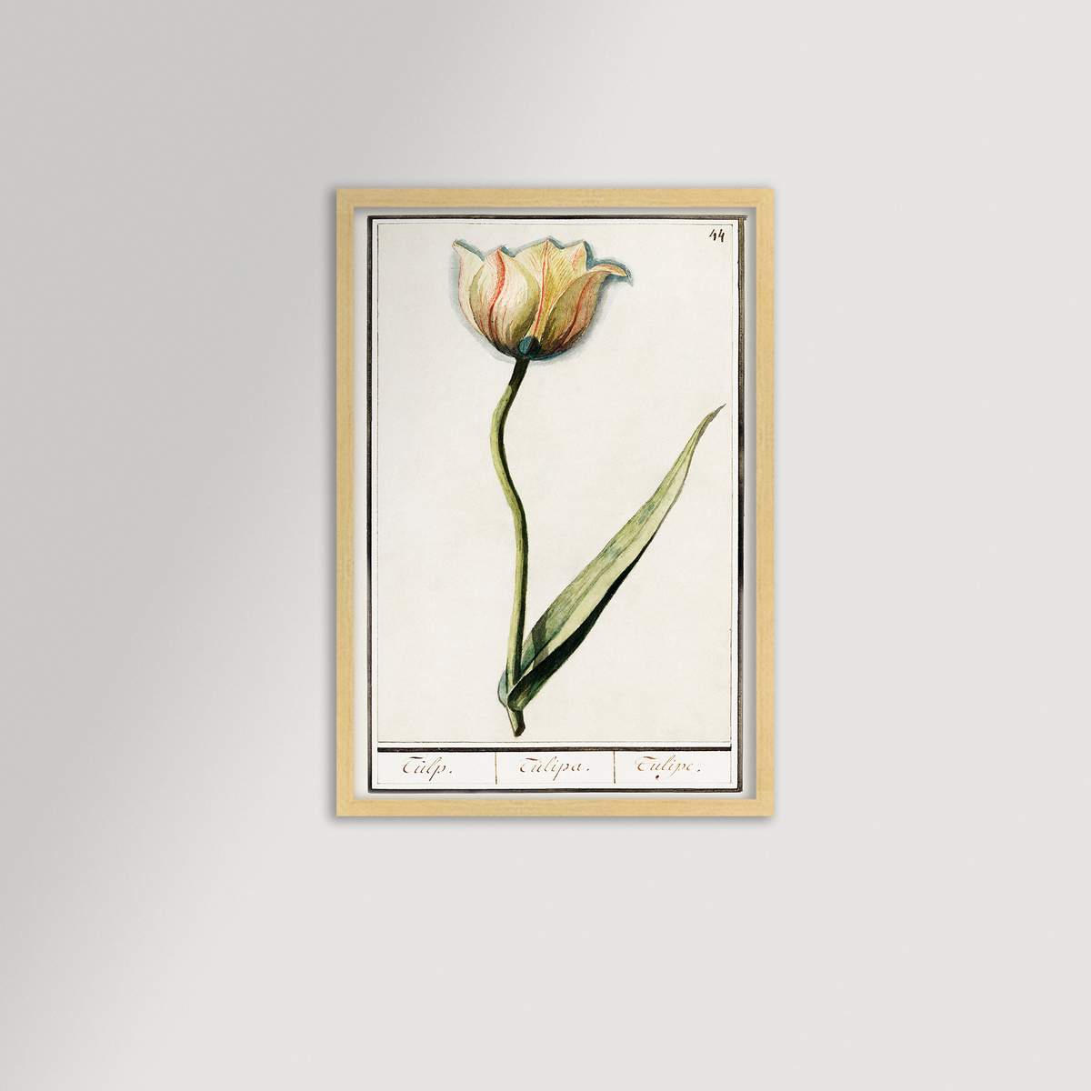 Botanical Tulip 44 Archival Reproduction Art Print