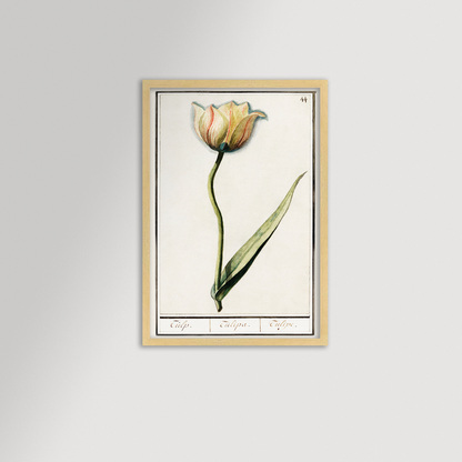 Botanical Tulip 44 Archival Reproduction Art Print