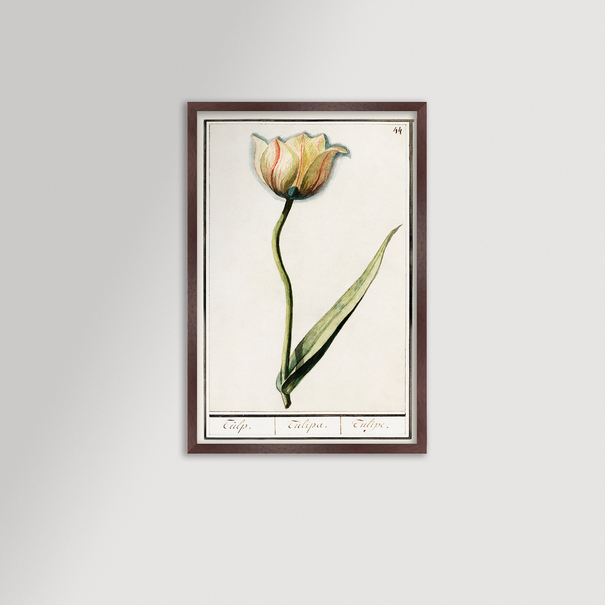 Botanical Tulip 44 Archival Reproduction Art Print