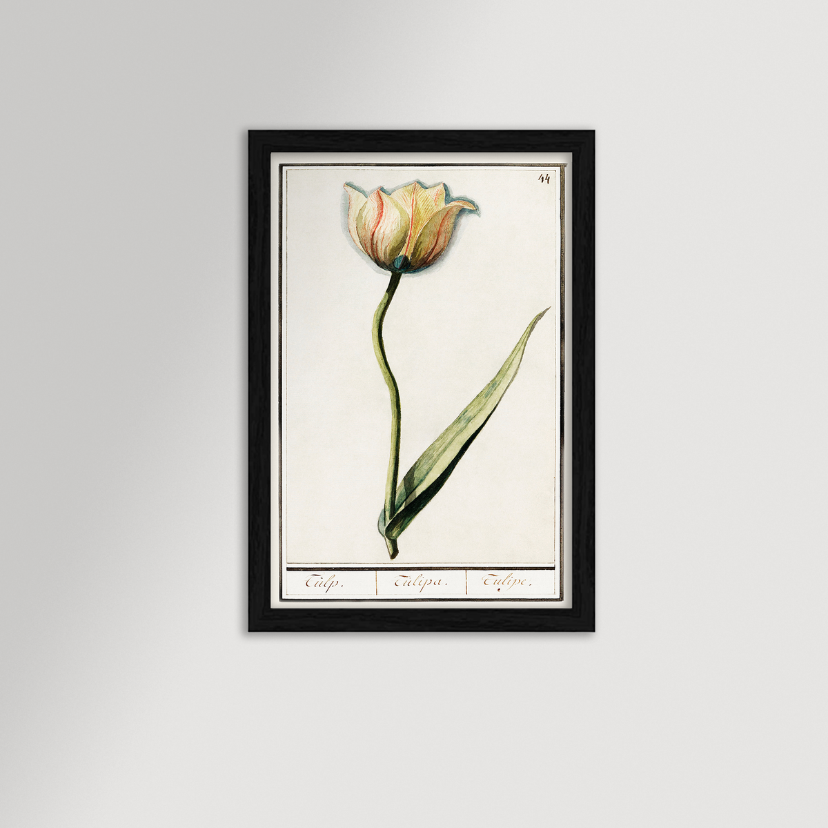 Botanical Tulip 44 Archival Reproduction Art Print