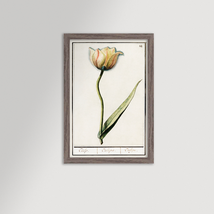 Botanical Tulip 44 Archival Reproduction Art Print