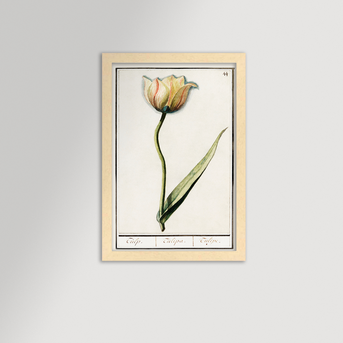 Botanical Tulip 44 Archival Reproduction Art Print