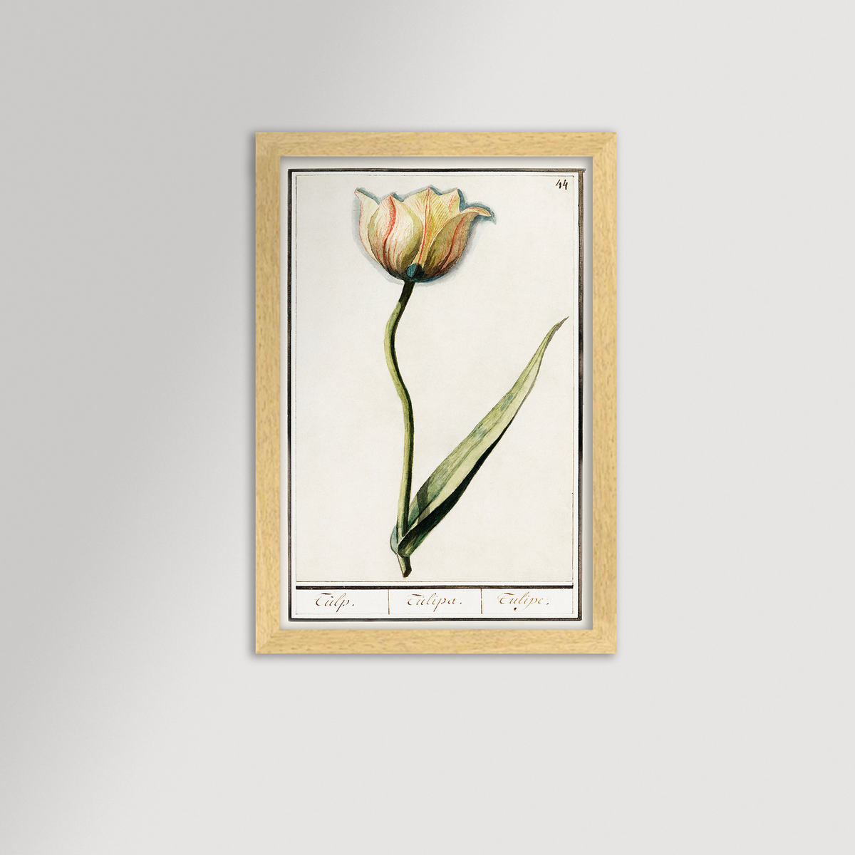 Botanical Tulip 44 Archival Reproduction Art Print