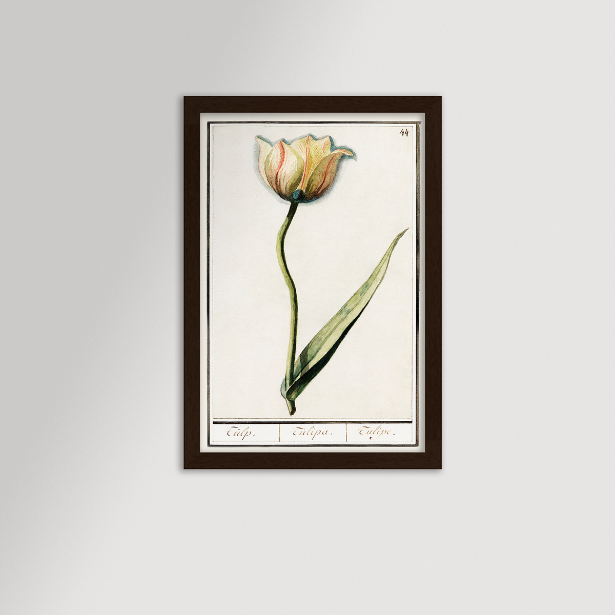 Botanical Tulip 44 Archival Reproduction Art Print
