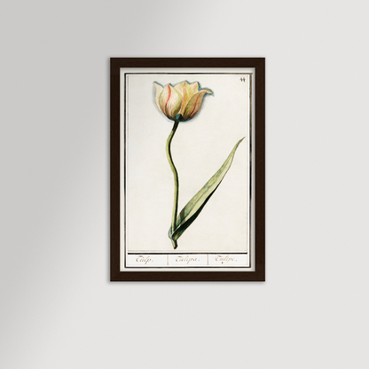 Botanical Tulip 44 Archival Reproduction Art Print