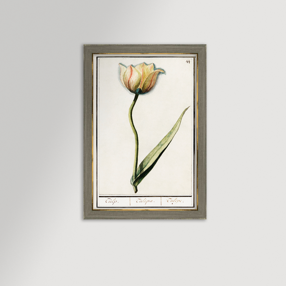 Botanical Tulip 44 Archival Reproduction Art Print