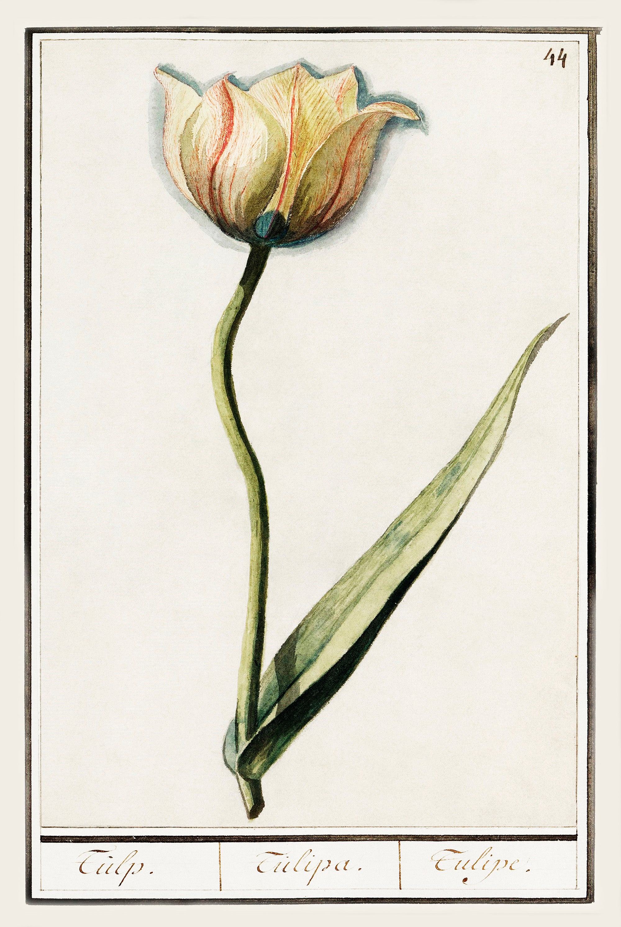 Botanical Tulip 44 Archival Reproduction Art Print