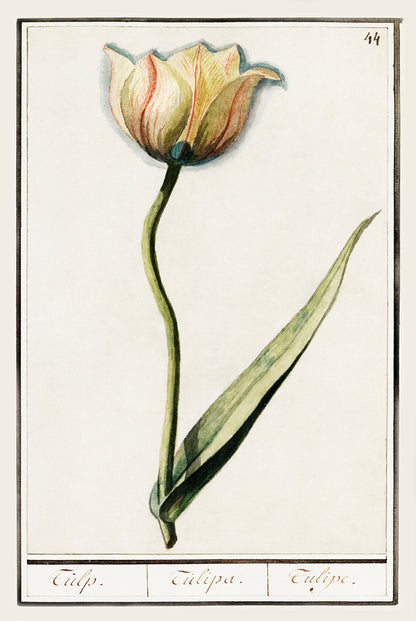 Botanical Tulip 44 Archival Reproduction Art Print