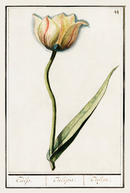Botanical Tulip 44 Archival Reproduction Art Print