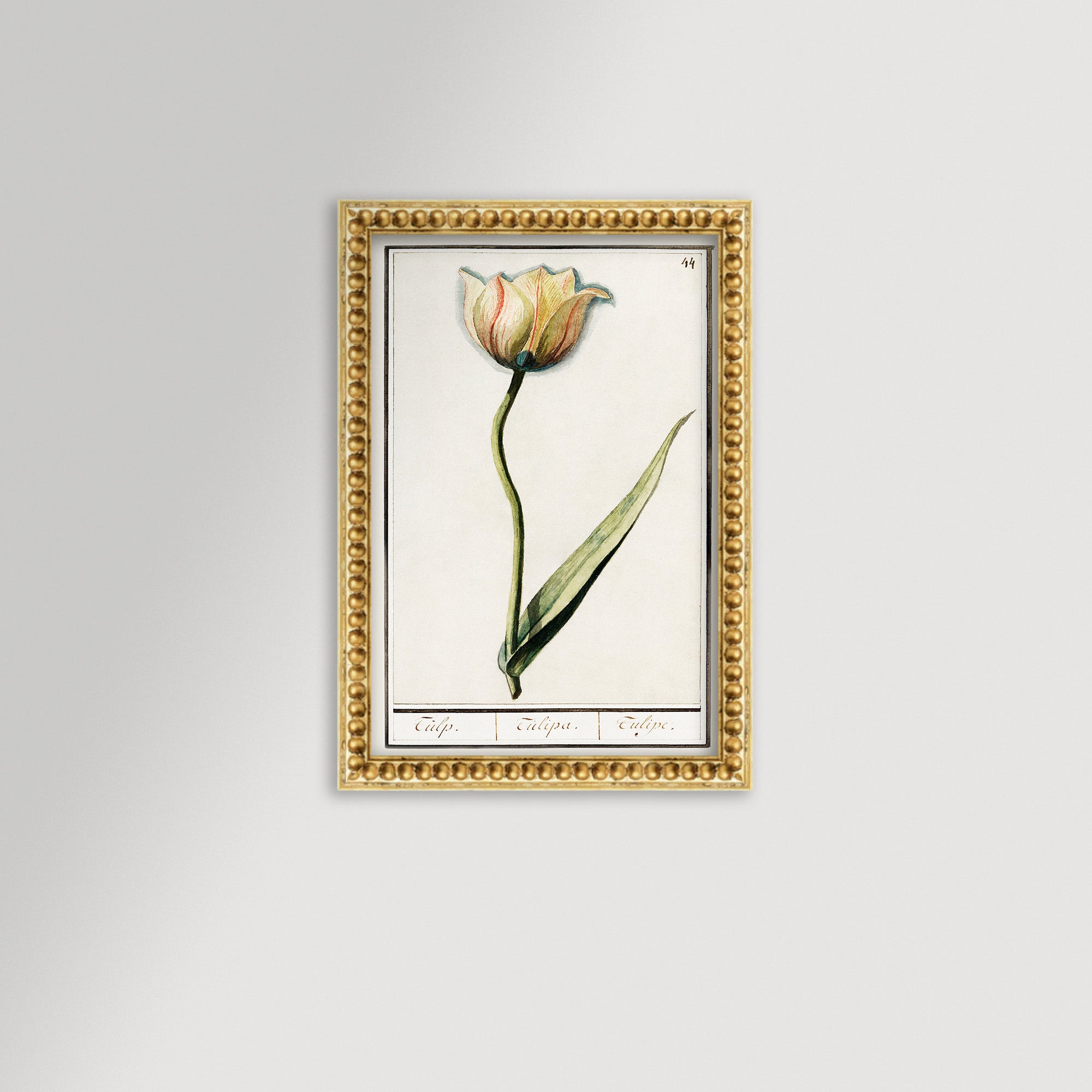 Botanical Tulip 44 Archival Reproduction Art Print
