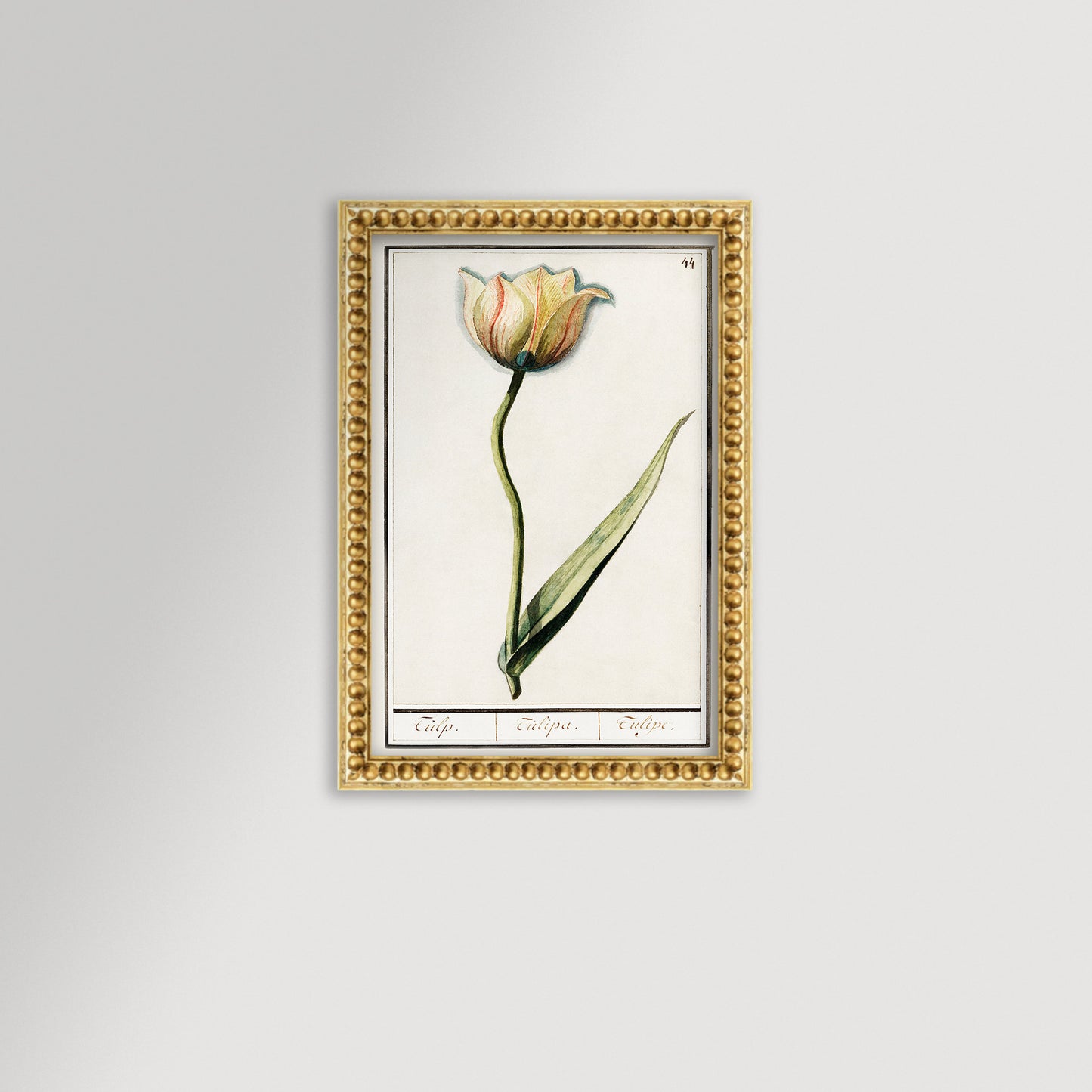 Botanical Tulip 44 Archival Reproduction Art Print