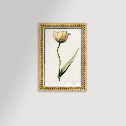Botanical Tulip 44 Archival Reproduction Art Print