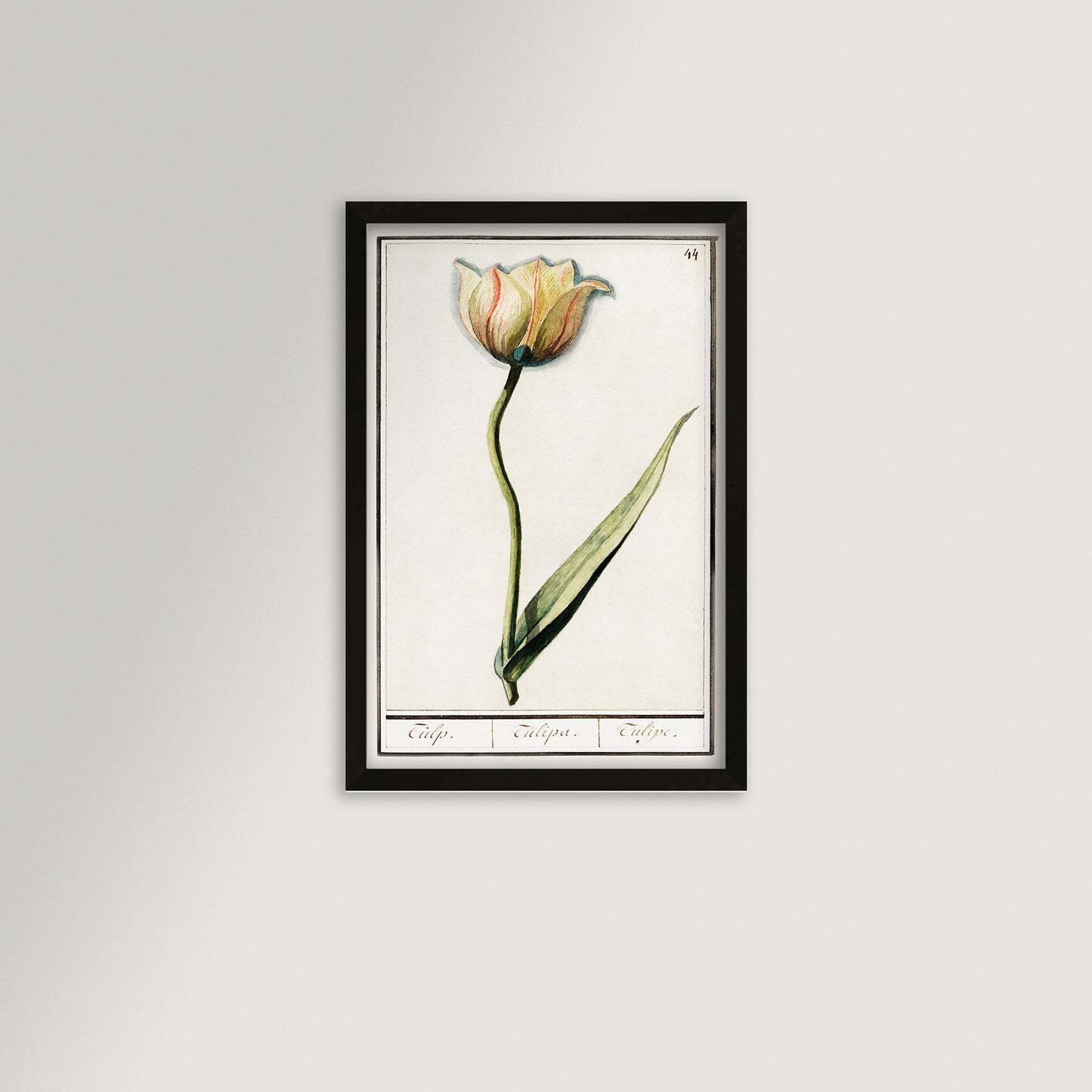 Botanical Tulip 44 Archival Reproduction Art Print
