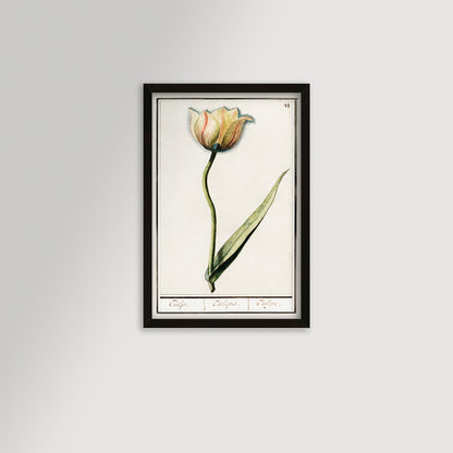 Botanical Tulip 44 Archival Reproduction Art Print